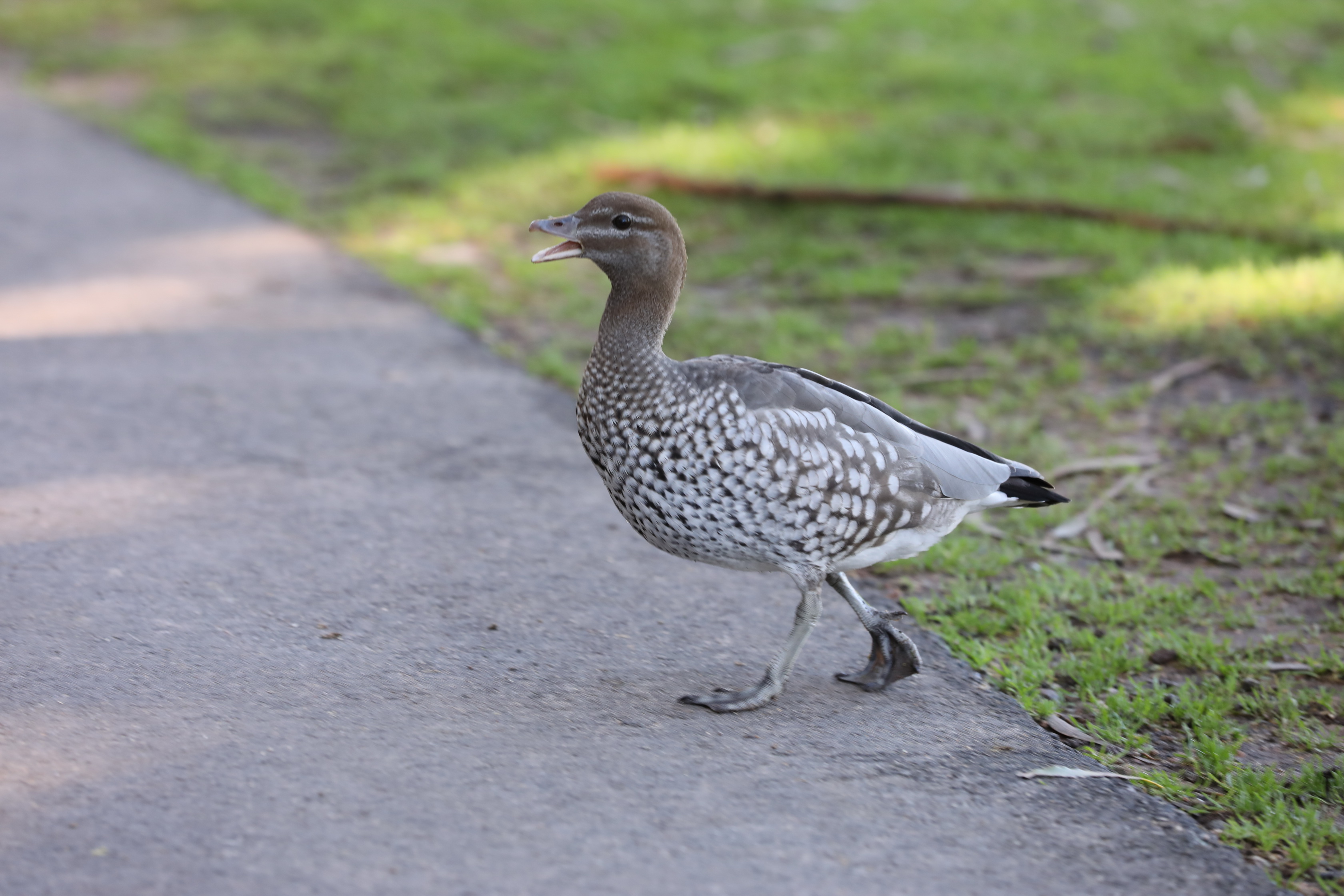2019 07 19 13 30 28 Canon EOS 5D Mark IV 0009